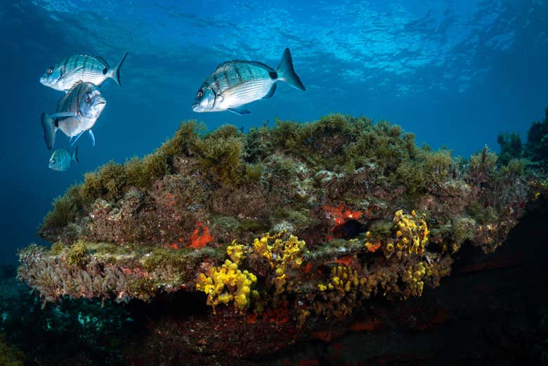 Conhecendo os fundos oceânicos de Tenerife