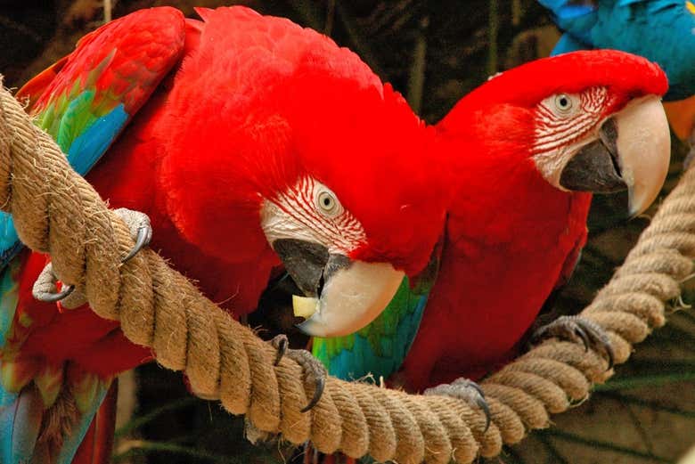 um casal de araras no Jungle Park