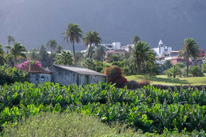 Plantações de bananas em Buenavista del Norte