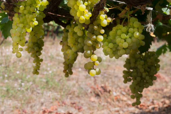 Tour do vinho pelo sul de Tenerife