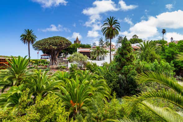 Free tour por Icod de los Vinos