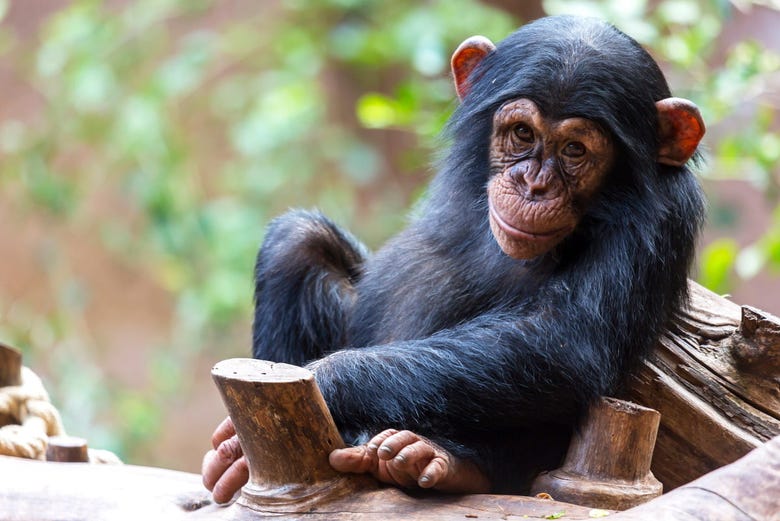 Um simpático chimpanzé do parque