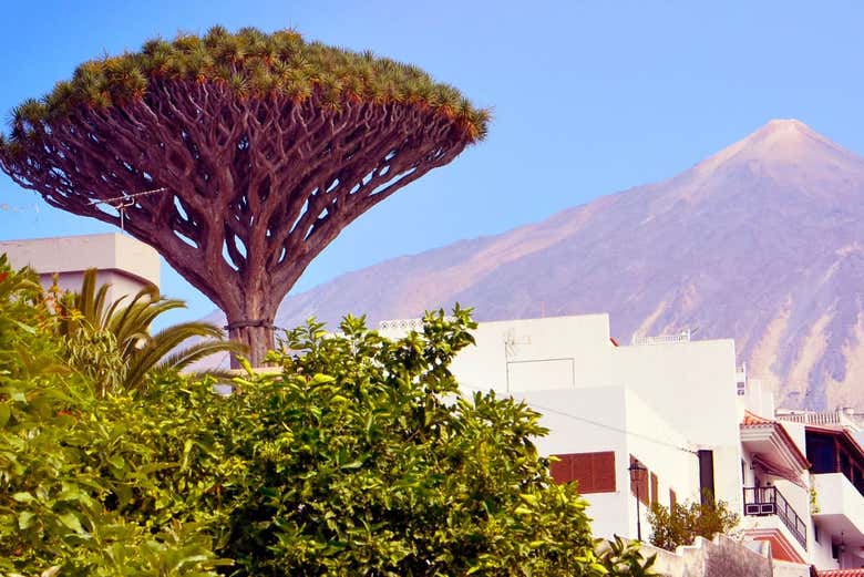 Drago Milenário de Icod, com o Teide no fundo
