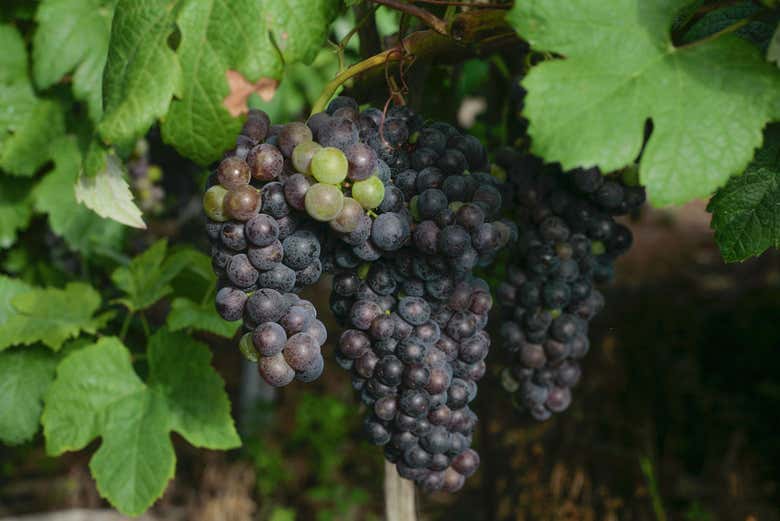 Uvas em El Sauzal
