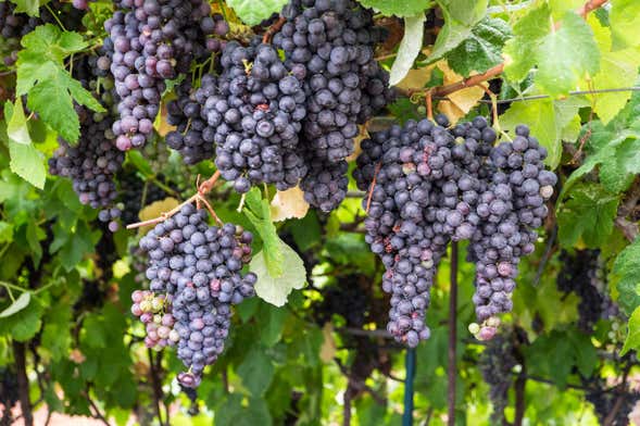 Tour de vinho + La Orotava e Puerto de la Cruz
