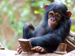 Chimpanzé no Loro Parque