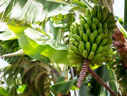 Bananas das Canárias
