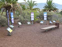 Espécies de flora em Güimar