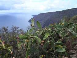Figos-do-diabo em El Hierro