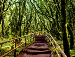 Parque Nacional de Garajonay