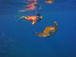 Snorkel com tartarugas