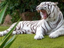 Tigre de bengala em Tenerife