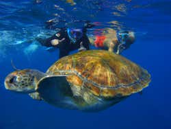 Tartaruga marinha em Tenerife